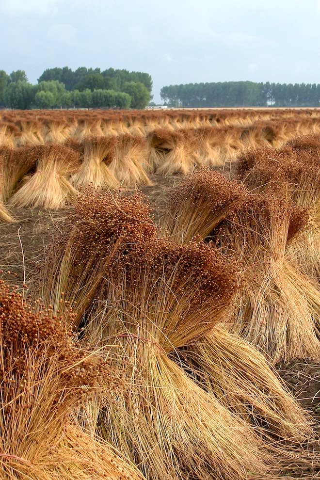 Harvested flax bundles drying in a field