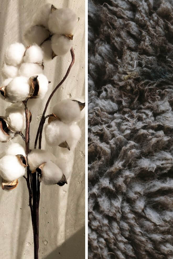 Puuvillan kukintoja ja lähikuva raa'asta lampaanvillasta